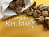 Projekt "Krokus", foto nr 1, 